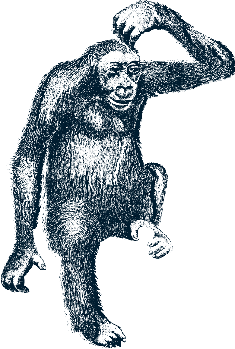 Illustration gravure gorille des montagnes