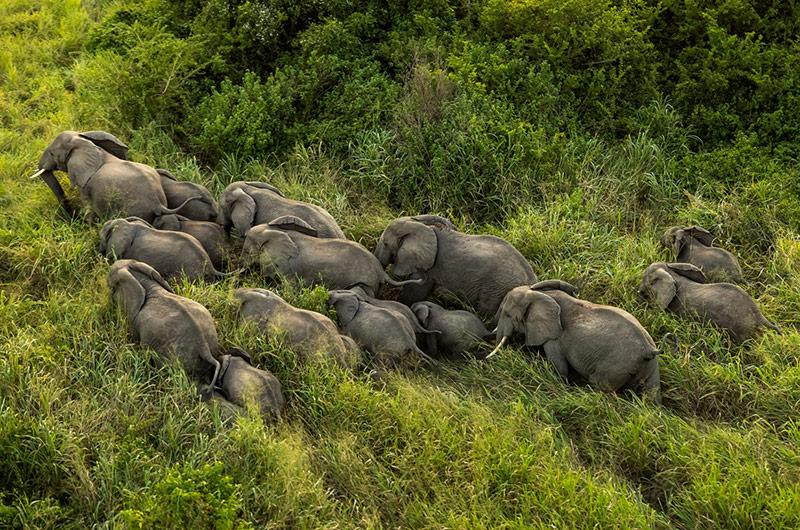 Photo éléphants de l'Est du Congo
