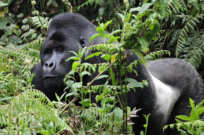 Photo gorilles des montagnes de l'Est du Congo